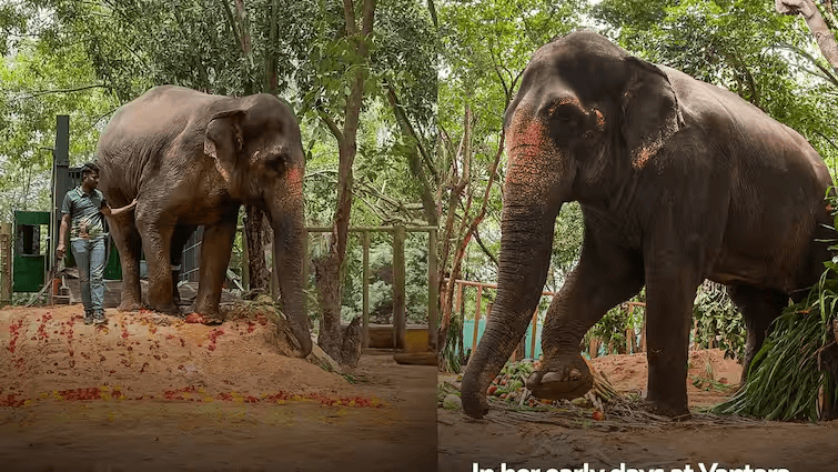 Mahadevi elephant Kolhapur: महादेवी हत्तीणीबाबत वारंवार विचारल्या जाणाऱ्या प्रश्नांना वनताराचे अधिकृत उत्तर 1. महादेवी कोण आहे ? ( स्थानिक रित्या माधुरी म्हणून ओळखली जाणारी हत्तीण )